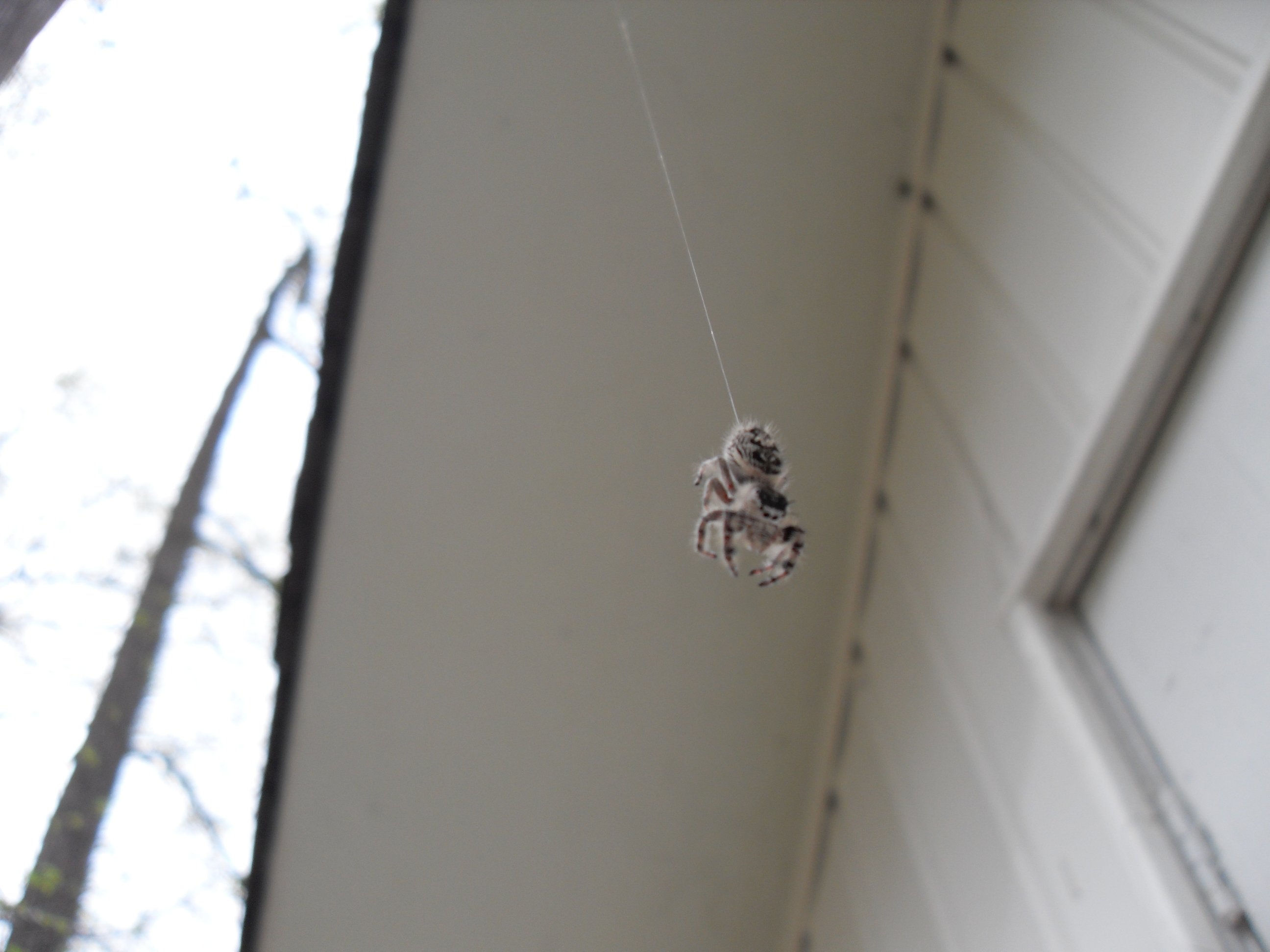 How To Hang Spiders On Brick House